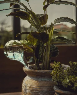 Borosilicate Glass Self-Watering Bubble
